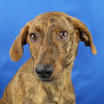 Rescue Hound Dogs for Adoption in Manchester, New Hampshire - Ritz In NH! Come Meet Our Adoptable Dogs! More Info In Bio! | PetCurious