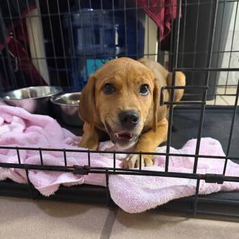 Copper -  Labrador Retriever and Mixed Breed Dog for Adoption in Starkville, Mississippi - Copper | PetCurious