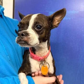 CT Sadie -  Boston Terrier and Chihuahua Dog for Adoption in Stormville, New York - CT Sadie | PetCurious