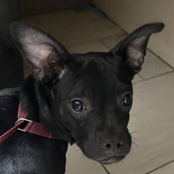 Mixed Breed Dogs Available for Adoption in Lufkin, Texas - Storm | PetCurious