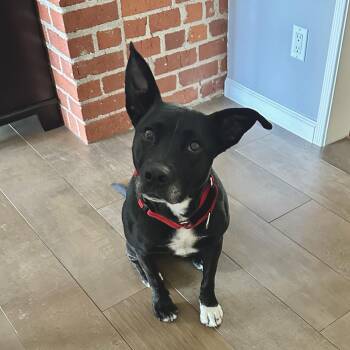 Labrador Retriever Dogs Available for Adoption in Santa Monica, California - Zoey | PetCurious