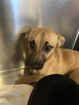 Chihuahua and Mixed Breed Dogs Available for Adoption in San Jose, California - GARLIC | PetCurious