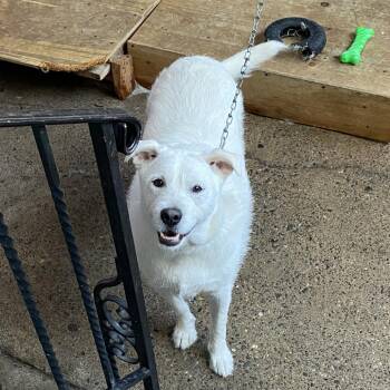 Lucky -  Mixed Breed Dog for Adoption in Philadelphia, Pennsylvania - Lucky | PetCurious