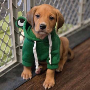 Thidwick -  Mixed Breed Dog for Adoption in Fredericksburg, Virginia - Thidwick | PetCurious