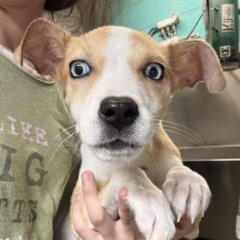 Mixed Breed Dogs Available for Adoption in Fairfax Station, Virginia - Trudie | PetCurious