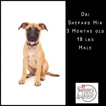 Obi -  German Shepherd Dog Dog for Adoption - Obi | PetCurious
