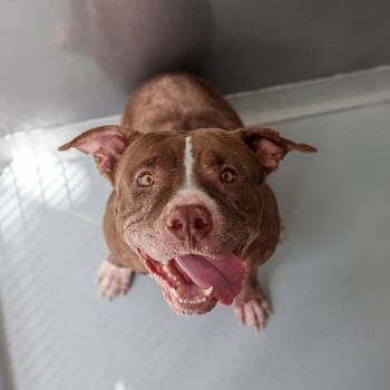 Kujak -  Pit Bull Terrier and Mixed Breed Dog for Adoption in Bradenton, Florida - Kujak | PetCurious