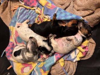 Howdee Crow -  Dachshund Dog for Adoption in San Antonio, Texas - Howdee Crow | PetCurious