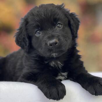 Book Pup - Mighty Jack -  Labrador Retriever and Newfoundland Dog Dog for Adoption in San Diego, California - Book Pup - Mighty Jack | PetCurious