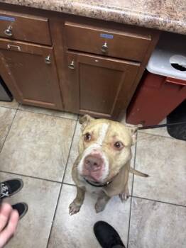 Rescue Mixed Breed Dogs for Adoption in Cincinnati, Ohio - Mac Miller | PetCurious