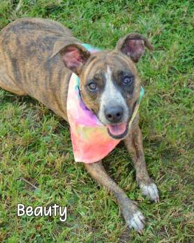 Chi -  Hound Dog Available for Adoption in Gautier, Mississippi - Chi | PetCurious