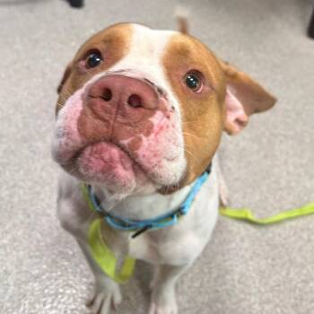 Tabasco -  American Bulldog and Mixed Breed Dog for Adoption in Englewood, Florida - Tabasco | PetCurious