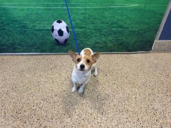 TANGY -  Parson Russell Terrier and Chihuahua Dog for Adoption in Doral, Florida - TANGY | PetCurious