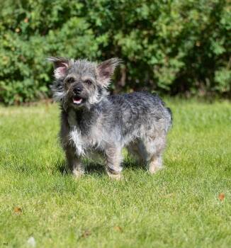 Ollie -  Yorkshire Terrier and Cairn Terrier Dog for Adoption in New Washoe City, Nevada - Ollie | PetCurious
