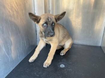ALI -  German Shepherd Dog and Mixed Breed Dog for Adoption in Ontario, California - ALI | PetCurious