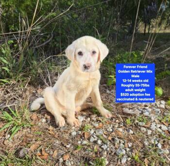 Golden Retriever Dogs Available for Adoption - Forever Friend | PetCurious