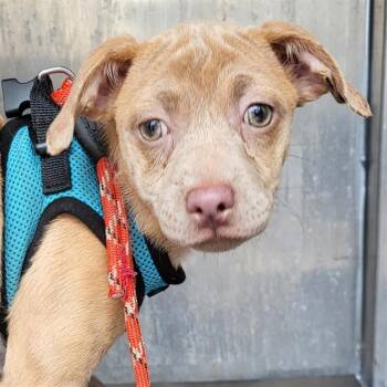 A816946 -  American Staffordshire Terrier Dog for Adoption in San Antonio, Texas - A816946 | PetCurious