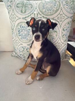 Valerie -  Chihuahua and Terrier Dog for Adoption in Sunnyvale, California - Valerie | PetCurious