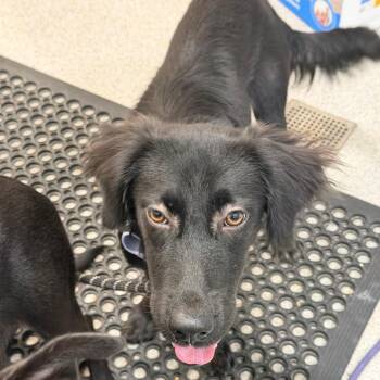 Brisa -  Mixed Breed Dog for Adoption in Englewood, Florida - Brisa | PetCurious
