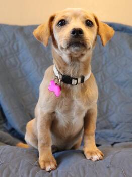 Mixed Breed Dogs Available for Adoption in Mesa, Arizona - Lacey | PetCurious