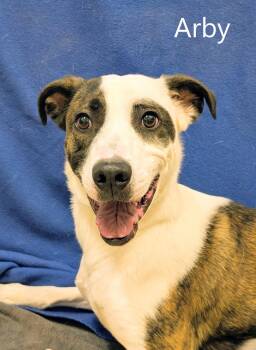 Greyhound Dogs Available for Adoption - Arby | PetCurious