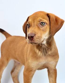 Bieber -  Rhodesian Ridgeback and Mixed Breed Dog for Adoption in Morton Grove, Illinois - Bieber | PetCurious
