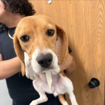 Coupon 7317 -  Beagle Dog for Adoption in Loxahatchee Groves, Florida - Coupon 7317 | PetCurious