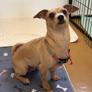 Chihuahua Dogs Available for Adoption in Redwood Valley, California - Booby | PetCurious