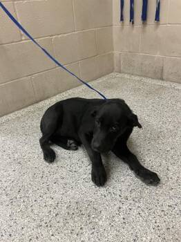 Rescue Labrador Retriever and Mixed Breed Dogs for Adoption in Conroe, Texas - A416367 | PetCurious