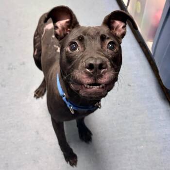 Skibidi Doo -  Mixed Breed Dog for Adoption in Pittsburgh, Pennsylvania - Skibidi Doo | PetCurious