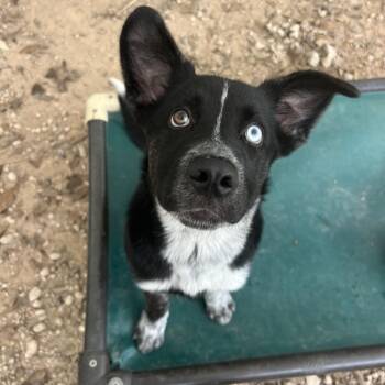 Catahoula Leopard Dog Dogs Available for Adoption in Klein, Texas - Baxter | PetCurious