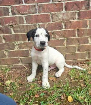 Enzo -  Labrador Retriever and Terrier Dog for Adoption in Glocester, Rhode Island - Enzo | PetCurious