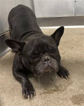 ZELDA -  French Bulldog Dog for Adoption in San Bernardino, California - ZELDA | PetCurious