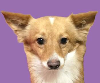 Rescue Pomeranian and Chihuahua Dogs for Adoption in Savannah, Georgia - Otis | PetCurious