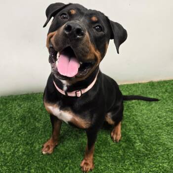 Princess -  Rottweiler Dog for Adoption in Columbia, Missouri - Princess | PetCurious