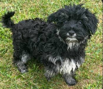 Cosmo -  Maltipoo Dog for Adoption in Liberty Center, Ohio - Cosmo | PetCurious
