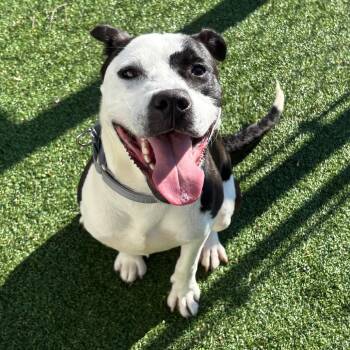 Mixed Breed Dogs Available for Adoption in Naperville, Illinois - Pretty Boy | PetCurious