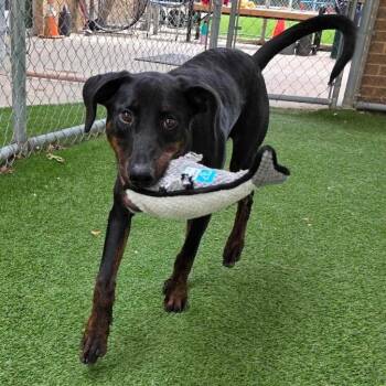 Dennis -  Doberman Pinscher Dog for Adoption in Newport, Washington - Dennis | PetCurious