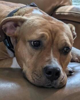 Rescue Pit Bull Terrier Dogs for Adoption in Houston, Texas - Frankie | PetCurious