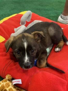 Shepherd and Mixed Breed Dogs Available for Adoption in Henderson, Nevada - Pibble | PetCurious