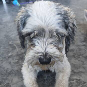 Pluto -  Schnauzer Dog for Adoption in Moses Lake, Washington - Pluto | PetCurious