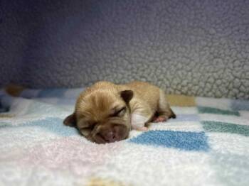 Rescue Chihuahua Dogs for Adoption in Christiansburg, Virginia - Heath | PetCurious