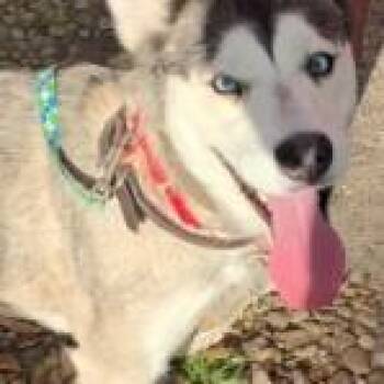 Siberian Husky Dogs Available for Adoption - Indie | PetCurious