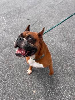 Boxer Dogs Available for Adoption in Middlesex, New Jersey - Holyfield-Foster Needed | PetCurious