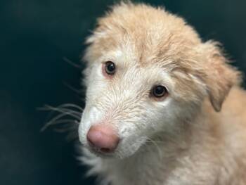 TYRION -  Great Pyrenees and Mixed Breed Dog for Adoption in Houston, Texas - TYRION | PetCurious