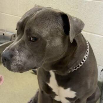 Saint -  Pit Bull Terrier Dog for Adoption in Harrisonburg, Virginia - Saint | PetCurious