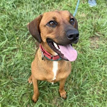 Patsy -  Labrador Retriever Dog for Adoption in Columbia, South Carolina - Patsy | PetCurious