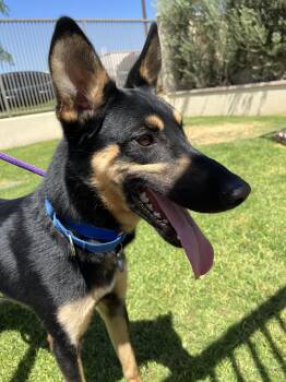 Kenai -  Shepherd Dog for Adoption in Frazier Park, California - Kenai | PetCurious