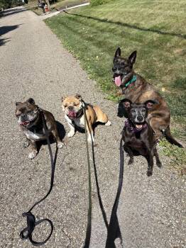 Rescue Manchester Terrier Dogs for Adoption in Massillon, Ohio - Sassy | PetCurious