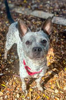 Pattle -  Mixed Breed Dog for Adoption in Cincinnati, Ohio - Pattle | PetCurious